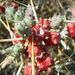 Pokojové rostliny: <i>Opuntia leptocaullis</i> (opuncie) <i>Cactaceae</i>4