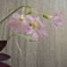 Pokojové rostliny: <i>Oxalis purpurata</i> </i> (šťavel purpurový), <i>Oxalidaceae</i>
