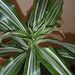 Pokojové rostliny: <i>Pandanus veitchii</i>  (pandán), <i>Pandanaceae</i>