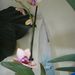 Pokojové rostliny: <i>Phalenopsis</i> sp.  (můrovec), <i>Orchidaceae</i>