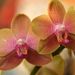 Pokojové rostliny: <i>Phalenopsis</i> sp. (můrovec), <i>Orchidaceae</i>1