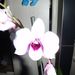 Pokojové rostliny: <i>Phalenopsis</i>  sp. (můrovec), <i>Orchidaceae</i>2