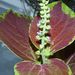 Pokojové rostliny: <i>Coleus blumei</i>  (pochvatec ozdobný, africká kopřiva)