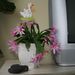 Pokojové rostliny: <i>Schumbergera truncata</i>  (velikonoční kaktus), <i>Cactaceae</i>