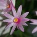 Pokojové rostliny: <i>Schlumberegera truncata</i>  (velikonoční kaktus), <i>Cactaceae</i>1
