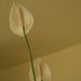 Pokojové rostliny: <i>Spathiphyllum wallisii</i>  (spatifylum)