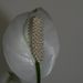 Pokojové rostliny: <i>Spathiphyllum wallisii</i>  (spatifylum)1