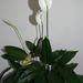 Pokojové rostliny: <i>Spathiphyllum wallisii</i>  (spatifylum)2