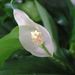 Pokojové rostliny: <i>Spathiphyllum wallisii</i>  (spatifylum)4