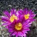 Pokojové rostliny: <i>Thelocactus argentes</i>  (kaktus), <i>Cactaceae</i>