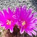 Pokojové rostliny: <i>Thelocactus tulensis</i>  (kaktus), <i>Cactaceae</i>