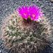 Pokojové rostliny: <i>Thelocactus tulensis</i>  (kaktus) <i>Cactaceae</i>1