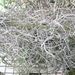 Pokojové rostliny: <i>Thilandsia usneoides</i>  (tilandsie)