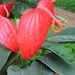 Pokojové rostliny: <i>Anthurium andreaenum</i>  (toulitka Andreova)