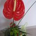 Pokojové rostliny: <i>Anthurium </i>  (toulitka Andreova)1