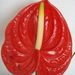 Pokojové rostliny: <i>Anthurium </i>  (toulitka Andreova)2