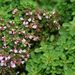 Léčivky a koření: <i>Origanum vulgare</i>  (dobromysl obecná), <i>Lamiaceae</i>