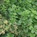 Léčivky a koření: <i>Mellissa officinalis </i>  (meduňka lékařská), <i>Lamiaceae</i>