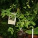 Ovoce a zelenina: <i>Tamarindus  indica</i>  (tamarind indický),  <i>Caesalpiniaceae</i> 