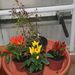 Léčivky a koření: <i>Capsicum annuum</i>  (paprika roční)