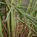 Léčivky a koření: <i>Cymbopogon citratus</i> (citronella)<i>Poaceae</i>