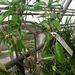 Léčivky a koření: <i>Cinnamonum verum</i> (skořicovník cejlonský) <i>Lauraceae</i>