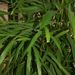 Léčivky a koření: <i>Elletaria cardamomum</i> (kardamom pravý) <i>Zingiberaceae</i>