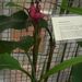 Léčivky a koření: <i>Musa</i> (banánovník) <i>Musaceae</i>