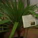 Léčivky a koření: <i>Pandanus</i> (pandán) <i>Pandanaceae</i>