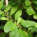 Léčivky a koření: <i>Erythroxylon coca</i> (koka) 