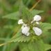 Léčivky a koření: <i>Lamium album</i> (hluchavka bílá) <i>Lamiaceae</i>
