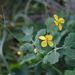 Léčivky a koření: <i>Chelidonium majus</i> (vlaštovičník větší) <i>Papaveraceae</i>