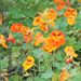 Léčivky a koření: <i>Tropaeolum majus</i> (lichořeřišnice kapucínská) <i>Tropaeolaceae</i>
