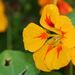Léčivky a koření: <i>Tropaeolum majus</i> (lichořeřišnice kapucínská) <i>Tropaeolaceae</i>1