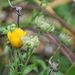 Léčivky a koření: <i>Callendula officinalis</i> (měsíček lékařský) <i>Asteraceae</i>
