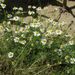 Léčivky a koření: <i>Matricaria recutita</i> (heřmánek pravý) <i>Asteraceae</i>