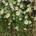 Léčivky a koření: <i>Matricaria recutita</i> (heřmánek pravý) <i>Asteraceae</i>1