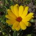 Léčivky a koření: <i>Calendula officinalis</i> (měsíček lékařský) <i>Asteraceae</i>