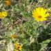 Léčivky a koření: <i>Calendula officinalis</i> (měsíček lékařský) <i>Asteraceae</i>1