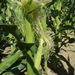 Obilí: <i>Zea mays</i> (kukuřice setá) <i>Poaceae</i>1