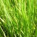 Obilí: <i>Oryza sativa</i> (rýže setá) <i>Poaceae</i>