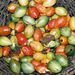 Ovoce a zelenina: <i>Cyphomandra betacea</i> (rajčenka) <i>Solanaceae</i>