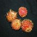 Ovoce a zelenina: <i>Nephelium lappaceum</i> (rambutan) <i>Sapindaceae</i>2