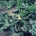 Ovoce a zelenina: <i>Citrullus lanatus</i> (meloun vodní) <i>Cucurbitaceae</i>