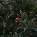 Ovoce a zelenina: <i>Eriobotrya japonica</i> (lokvát) <i>Malaceae</i>1