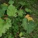 Ovoce a zelenina: <i>Rheum rhabarbarum</i> (reveň kadeřavá) <i>Polygonaceae</i>