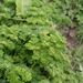 Ovoce a zelenina: <i>Petroselinum crispum</i> (petržel obecná) <i>Apiaceae</i>1
