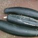 Ovoce a zelenina: <i>Cucurbita pepo</i> (tykev obecná) <i>Cucurbitaceae</i>