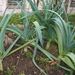 Ovoce a zelenina: <i>Allium porrum</i> (pór zahradní) <i>Alliaceae</i>2