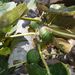 Ovoce a zelenina: <i>Ficus carica</i> (fíkovník smokvoň) <i>Moraceae</i>